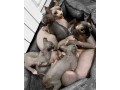 sphynx-kittens-for-good-home-small-0